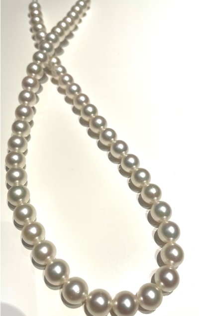 パールフェア特別企画⭐️本日の特別な一点⭐️第5弾