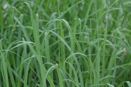 食欲の秋！関連のアロマ