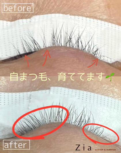 🌿「最近、まつ毛が減った気がする…そんな方へ。」