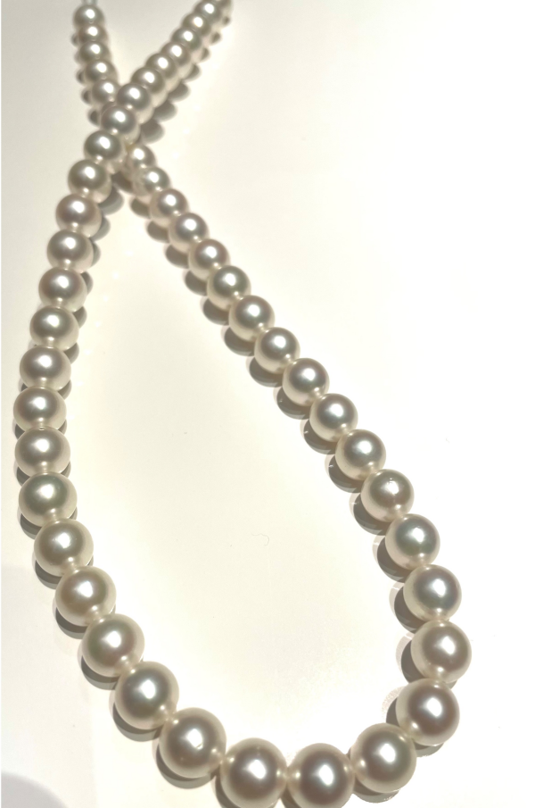 パールフェア特別企画⭐️本日の特別な一点⭐️第5弾